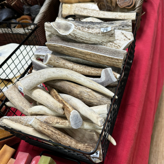 Elk Antler